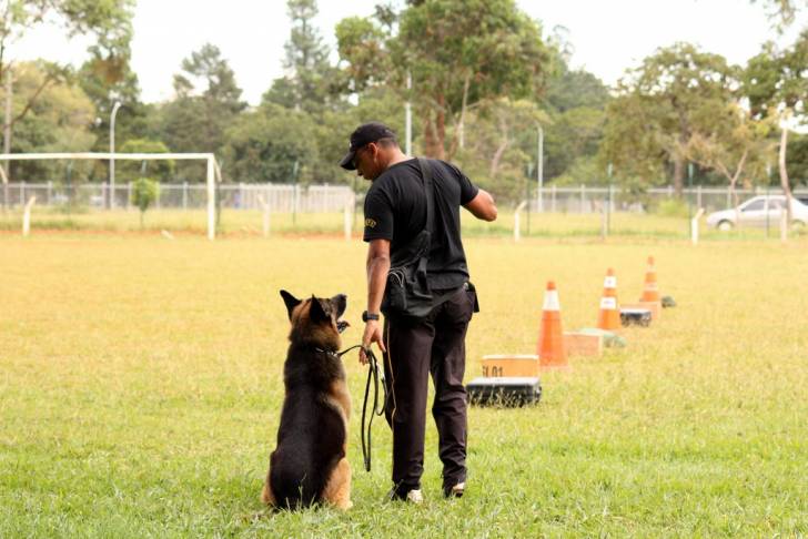 Un Berger Allemand à l'entrainement 