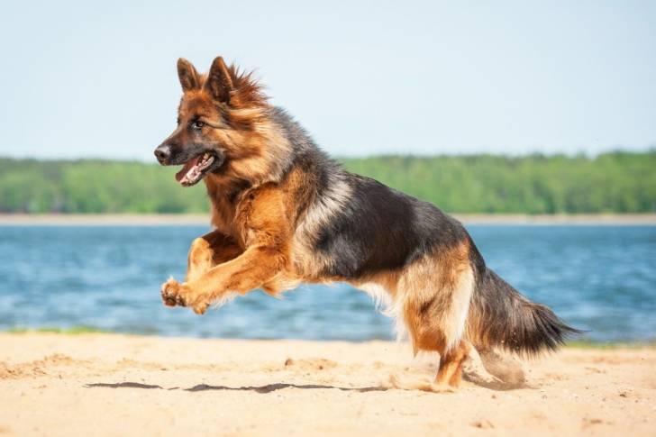 Un Berger Allemand qui court au bord de l'eau