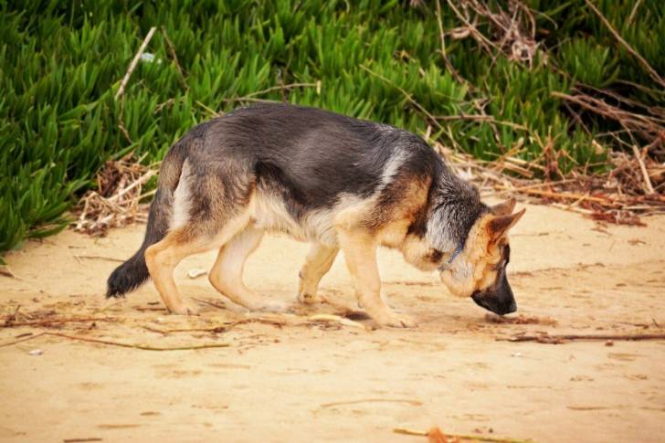 Un Berger Allemand qui renifle du sable