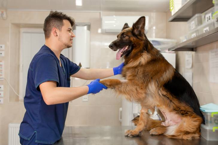 Un Berger Allemand chez le vétérinaire 