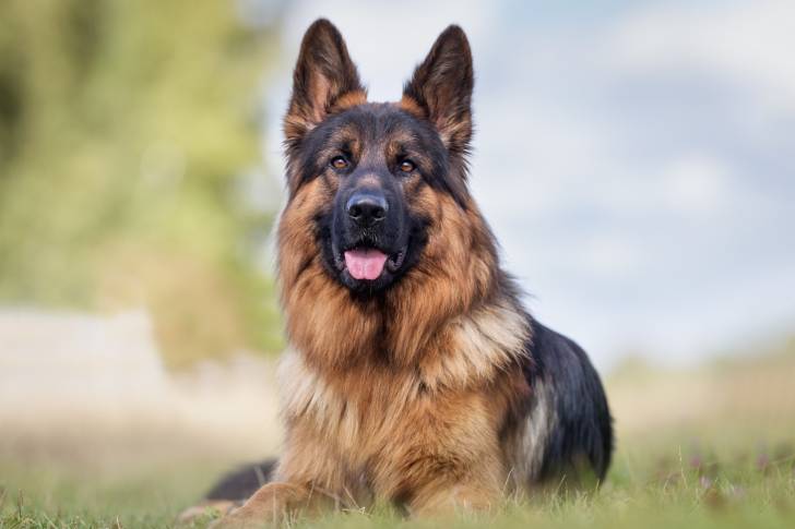 Un Berger Allemand allongé dans l'herbe face à l'objectif