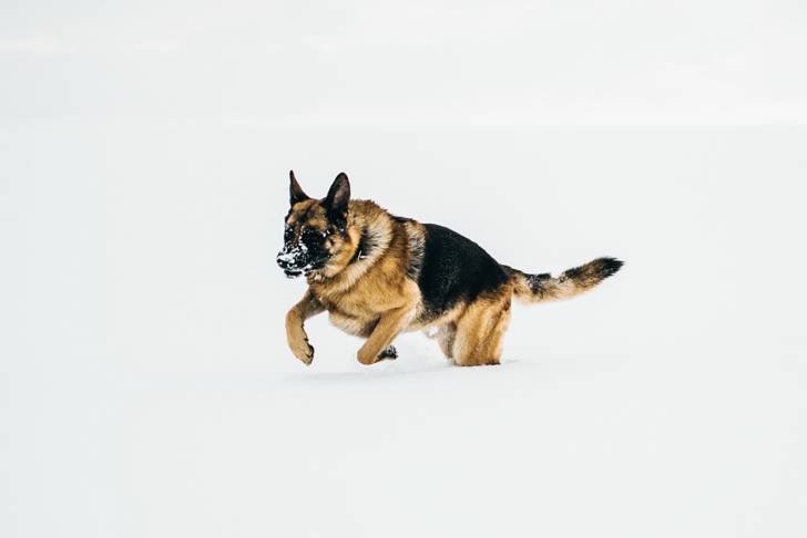 Un Berger Allemand qui court dans la neige