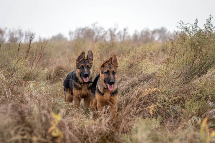 Deux jeunes Bergers Allemands en promenade ensemble