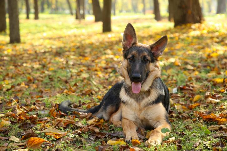 Un jeune Berger Allemand allongé dans les bois
