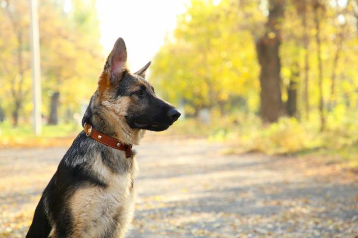 Un jeune Berger Allemand assis sur une route