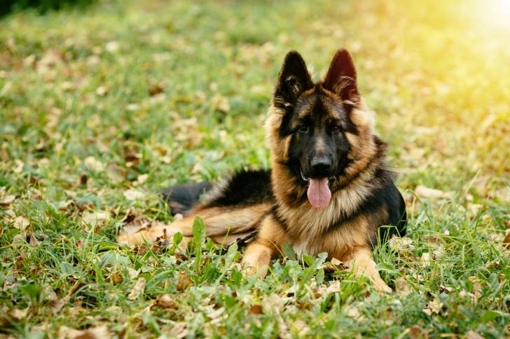 Un Berger Allemand allongé dans l'herbe