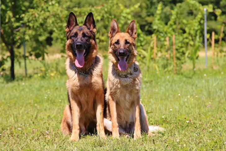 Deux Bergers Allemands assis dans l'herbe