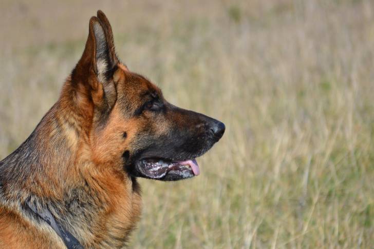 Un Berger Allemand vu de profil