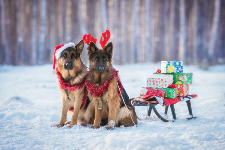 Deux Berger Allemand attachés à un traineau de Noël 