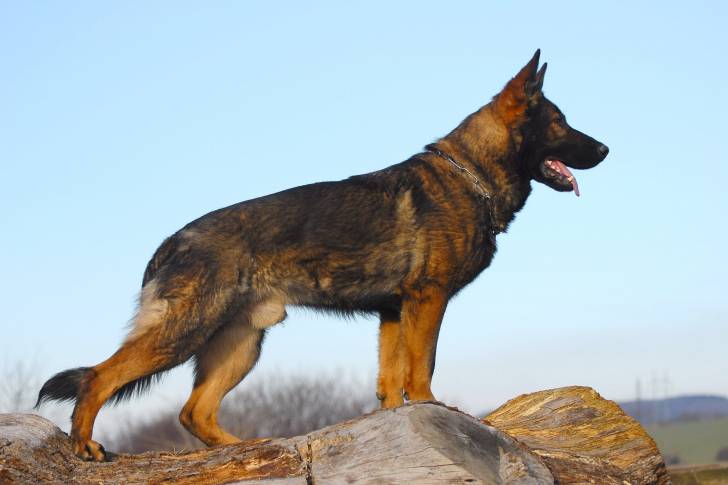Un Berger Allemand en position statique sur une buche d'arbre 