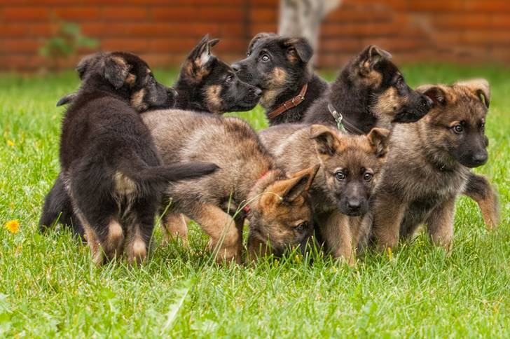 Une portée de chiots Bergers Allemands 