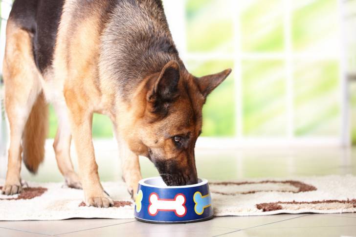Un Berger Allemand qui mange ses croquettes
