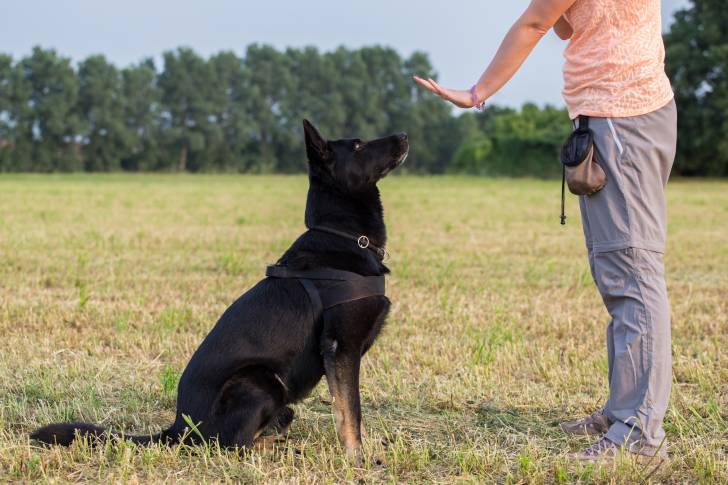 Une femme apprend à son Berger Allemand à rester assis
