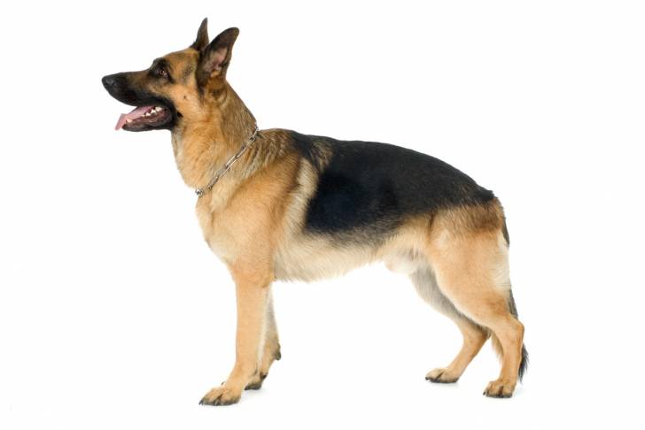 Un Berger Allemand en position statique sur fond blanc