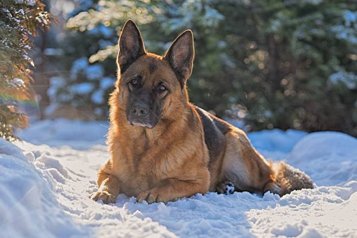 Un Berger Allemand couché dans la neige