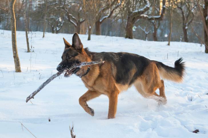 Photo Berger Allemand
