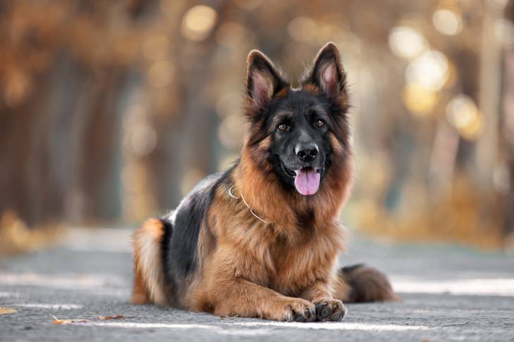 Photo Berger Allemand