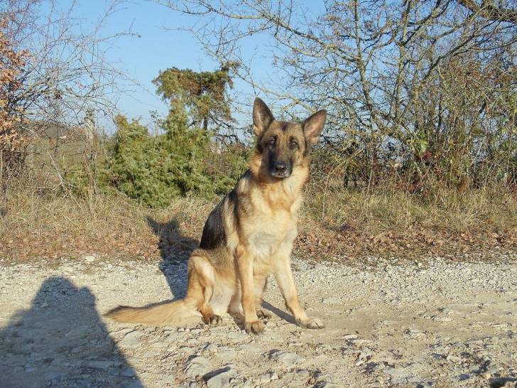 Belle - Berger Allemand (4 ans)