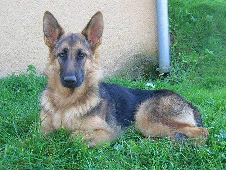 Braise chiot - Berger Allemand (5 mois)