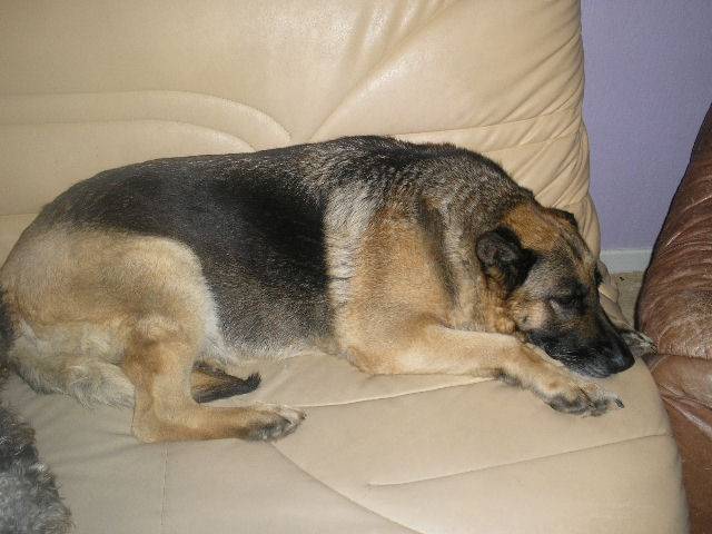 princesse - Berger Allemand (9 ans)