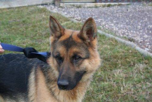 Zac - Berger Allemand Mâle