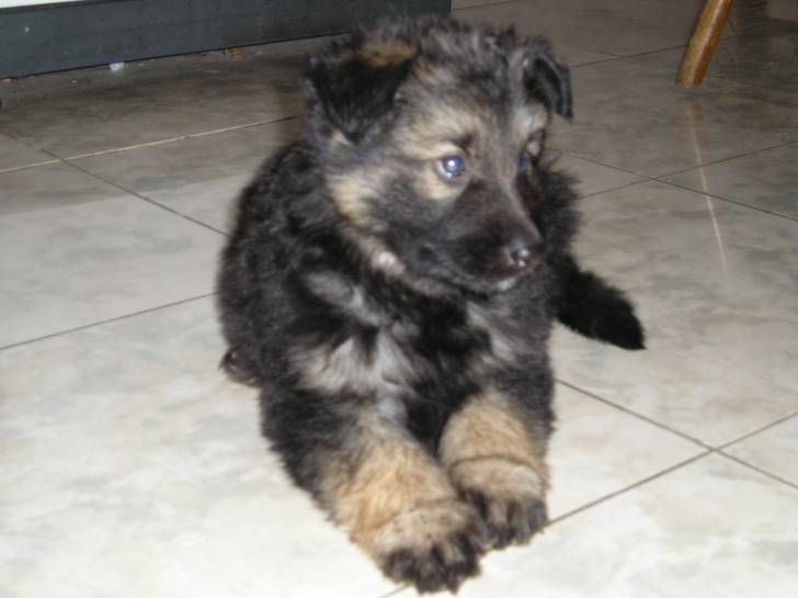 Zeus - Berger Allemand Mâle (1 mois)