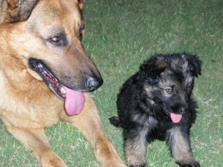 Zeus y Otto - Berger Allemand Mâle