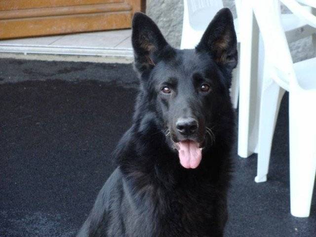 rebel - Berger Allemand Mâle (8 ans)