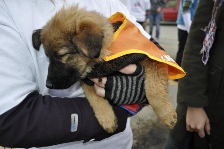 Chaska - Berger Allemand (5 mois)