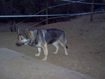 Lobito - Berger Allemand Mâle (1 an)