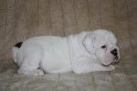Chiot bulldog anglais - Bouledogue Anglais