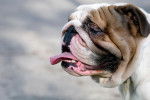 Photo Bouledogue Anglais