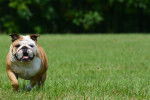 Photo Bouledogue Anglais