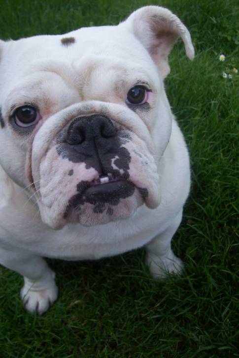 Louna - Bouledogue Anglais (1 an)