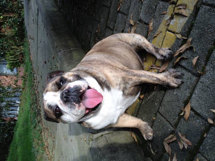 Florencia - Bouledogue Anglais (2 ans)