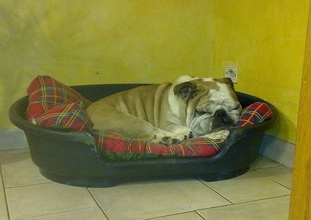 King Arthur's Terminator dit Titan - Bouledogue Anglais Mâle (7 ans)
