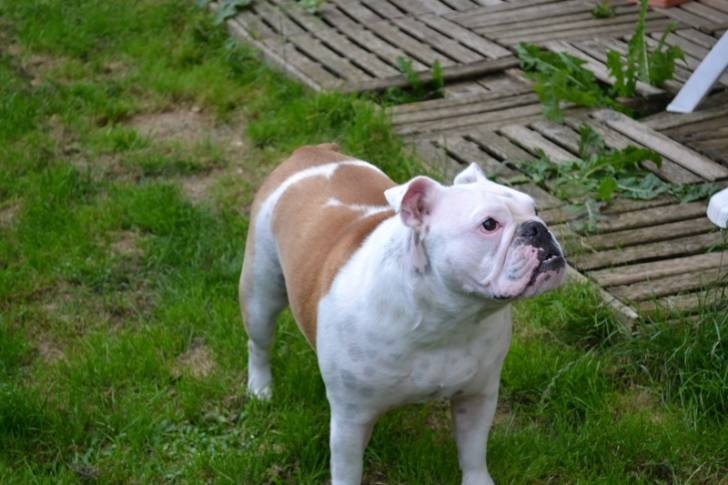 Guess - Bouledogue Anglais (2 ans)