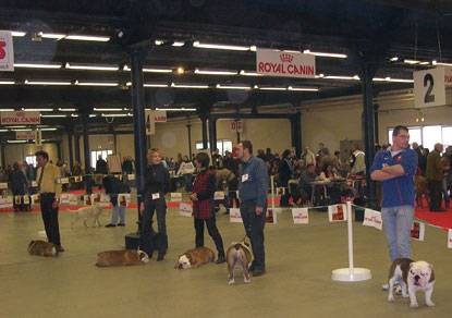 Bulldog Anglais - Bouledogue Anglais
