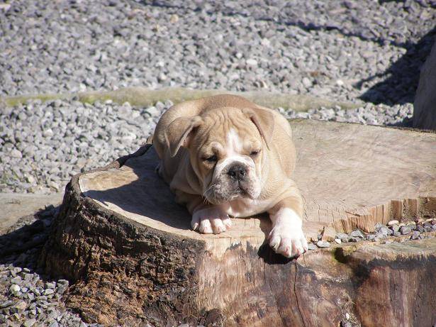 bulldog anglais cayenne - Bouledogue Anglais