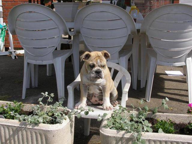 bulldog anglais cayenne - Bouledogue Anglais