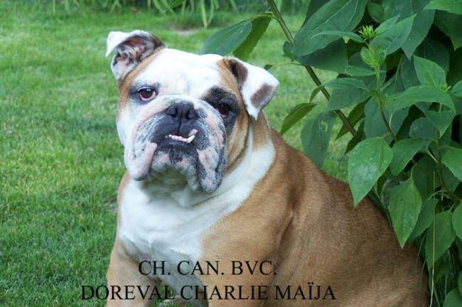 Doreval Charlie Maïja - Bouledogue Anglais - Bouledogue Anglais