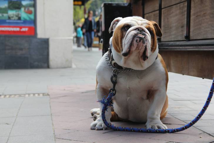 Photo Bouledogue Anglais