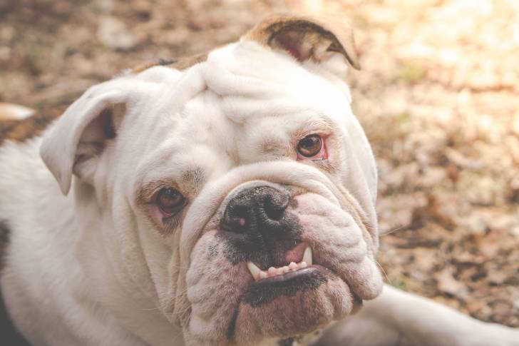Photo Bouledogue Anglais