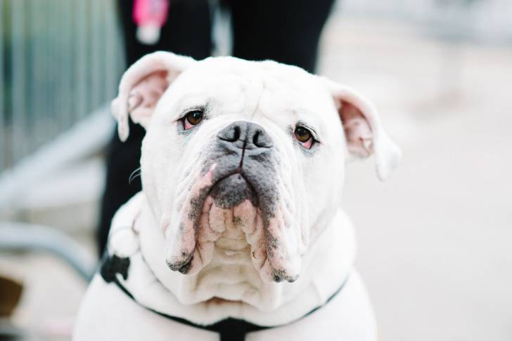 Photo Bouledogue Anglais
