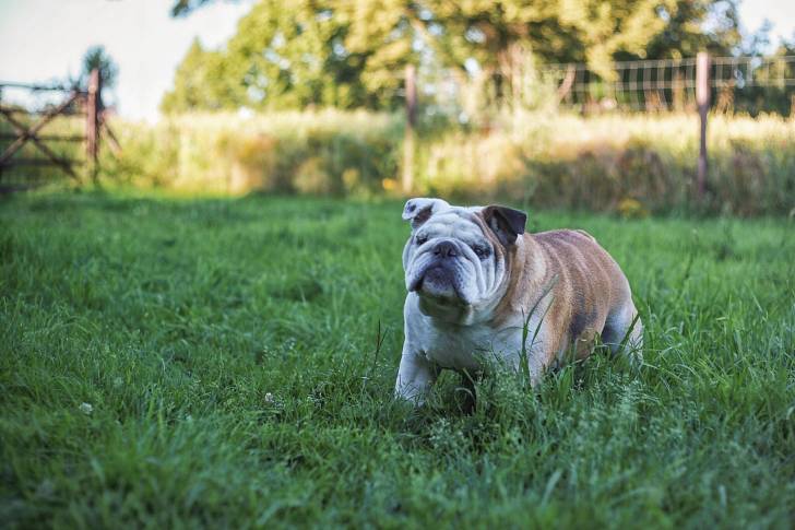 Photo Bouledogue Anglais