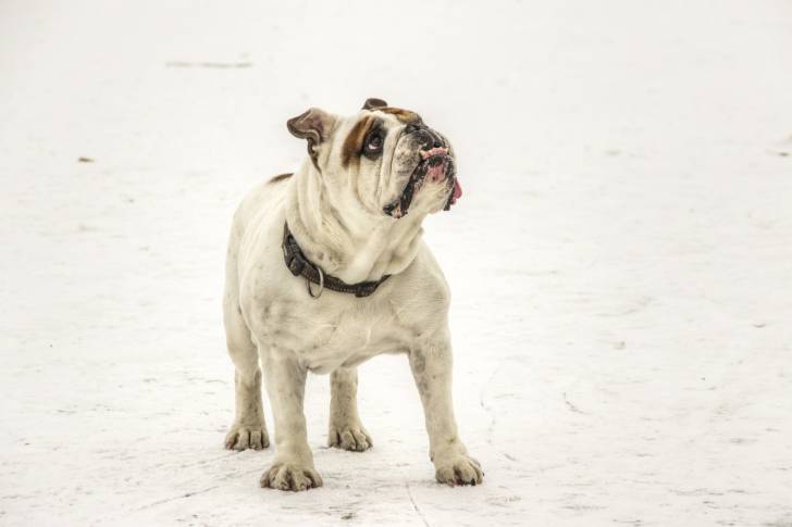 Photo Bouledogue Anglais