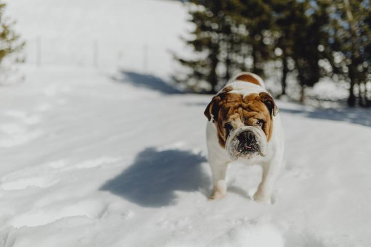 Photo Bouledogue Anglais