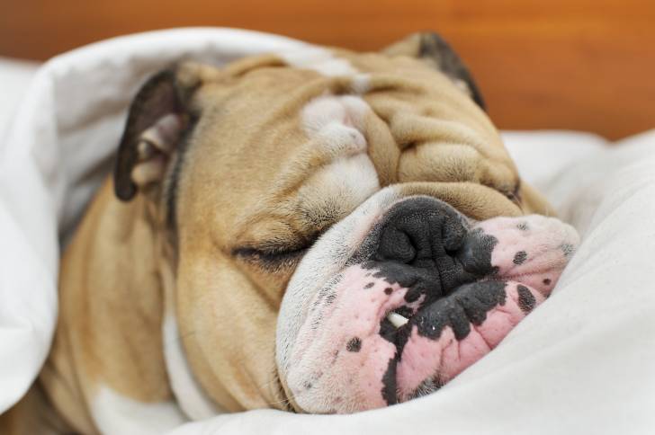Un Bouledogue Anglais