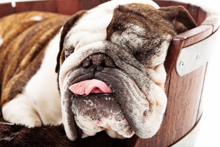 Photo Bouledogue Anglais
