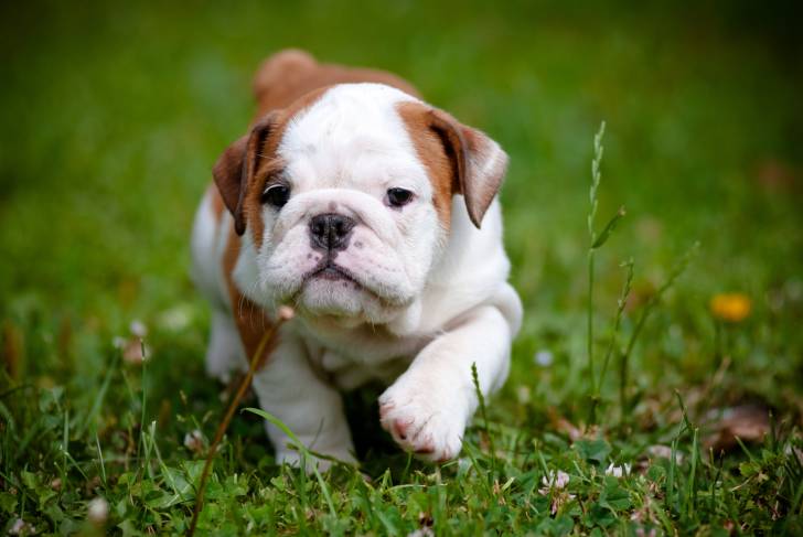 Photo Bouledogue Anglais